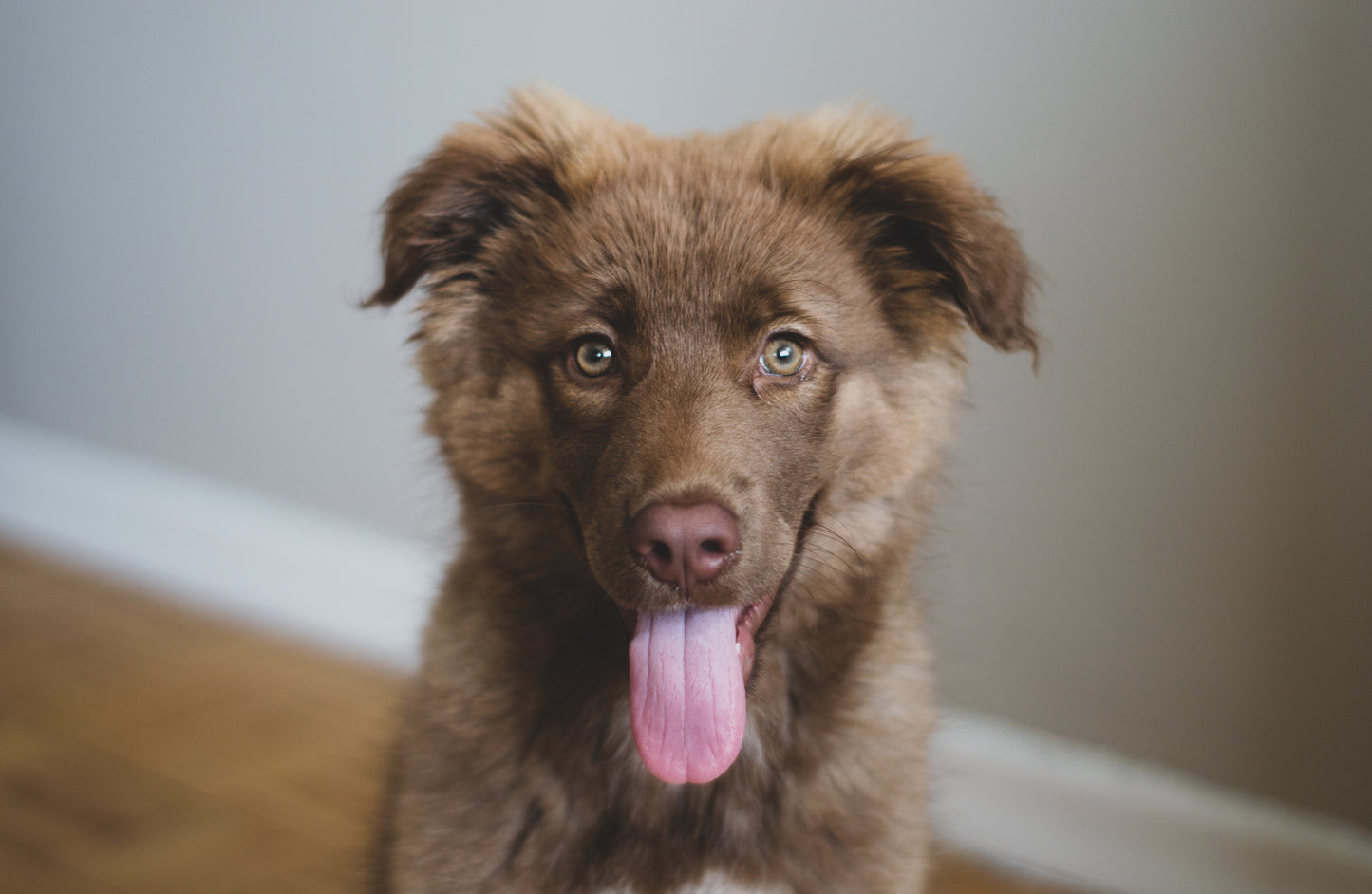 Food Topper for dogs